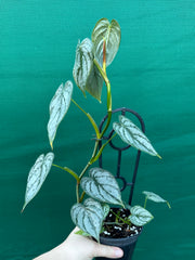Philodendron Brandtianum