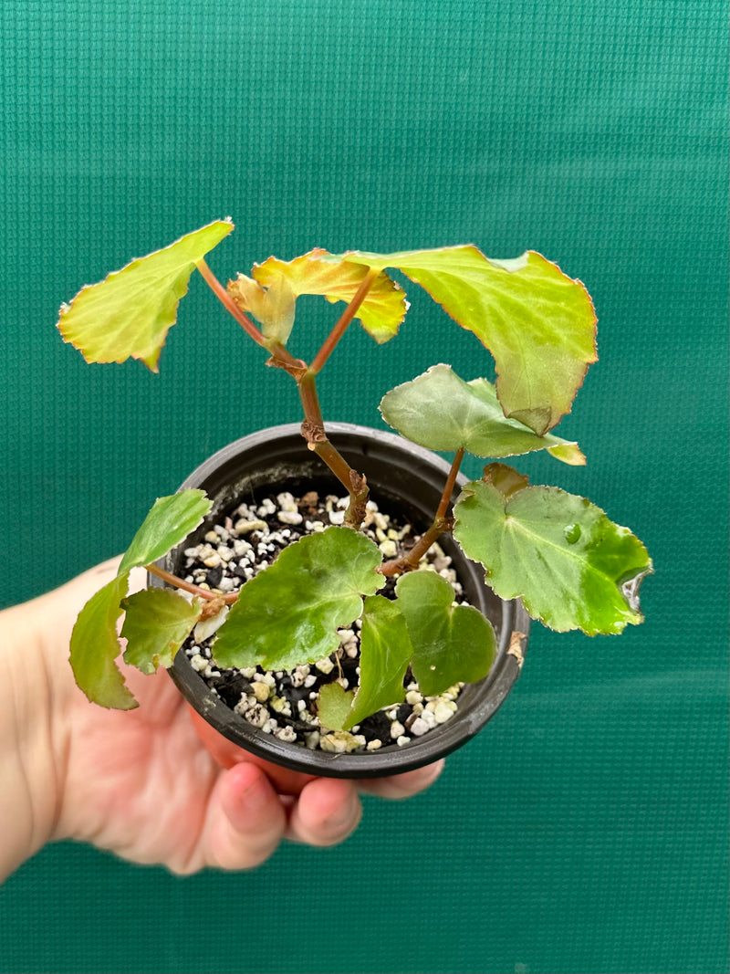 Begonia ‘Dietrichiana’