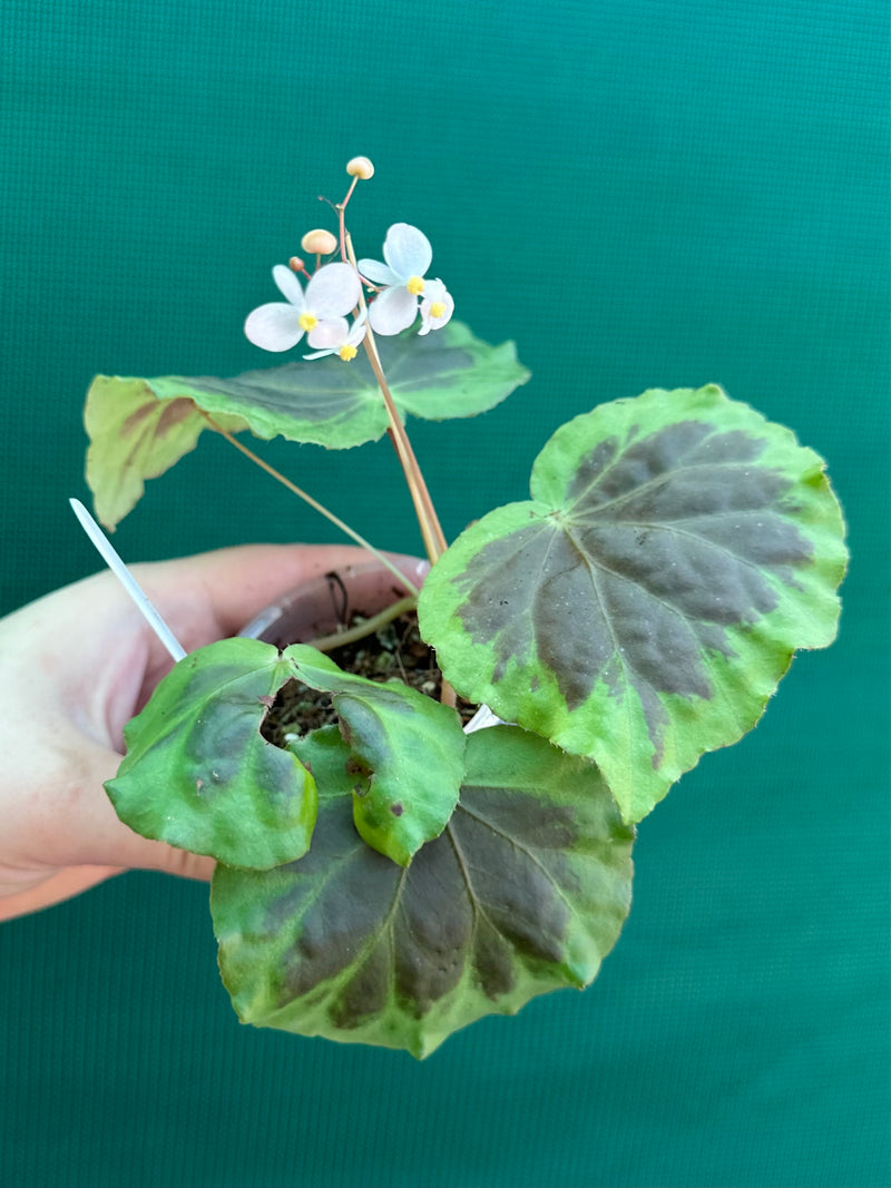 Begonia sumatra dongranensis
