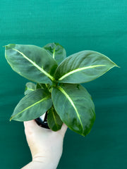Dieffenbachia ‘Green Magic’ NEW