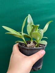 Ledebouria Paricifolia ‘Scilly’ (Cape Lilly)