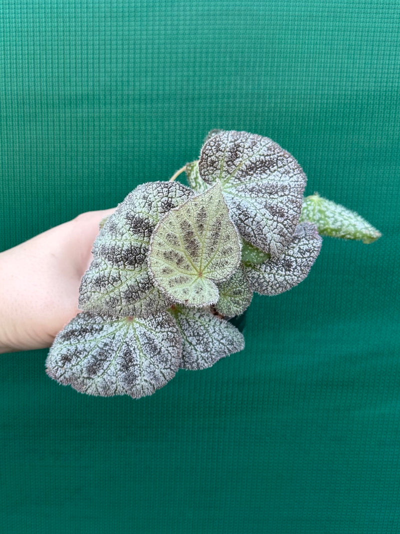 Begonia ningingensis (White Form) NEW