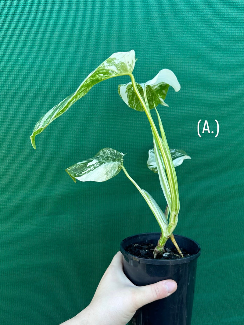 Monstera deliciosa borsigiana variegated albo NEW