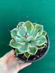 Agave kissho kan