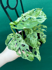 Monstera adansonii (Mottled Variegation) NEW