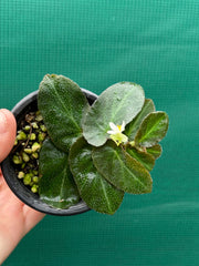 Begonia thelmae (species)