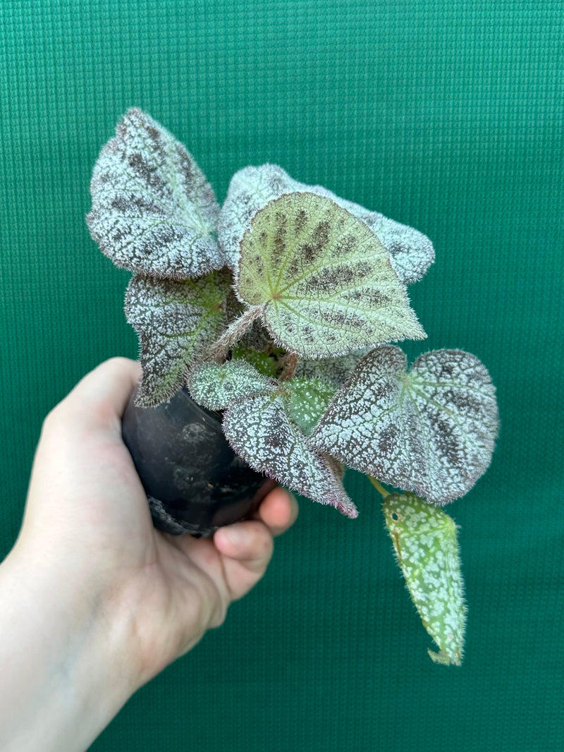 Begonia ningingensis (White Form) NEW