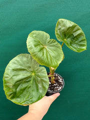 Begonia nelumbiifolia NEW