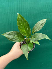 Spathiphyllum ‘Domino’ NEW