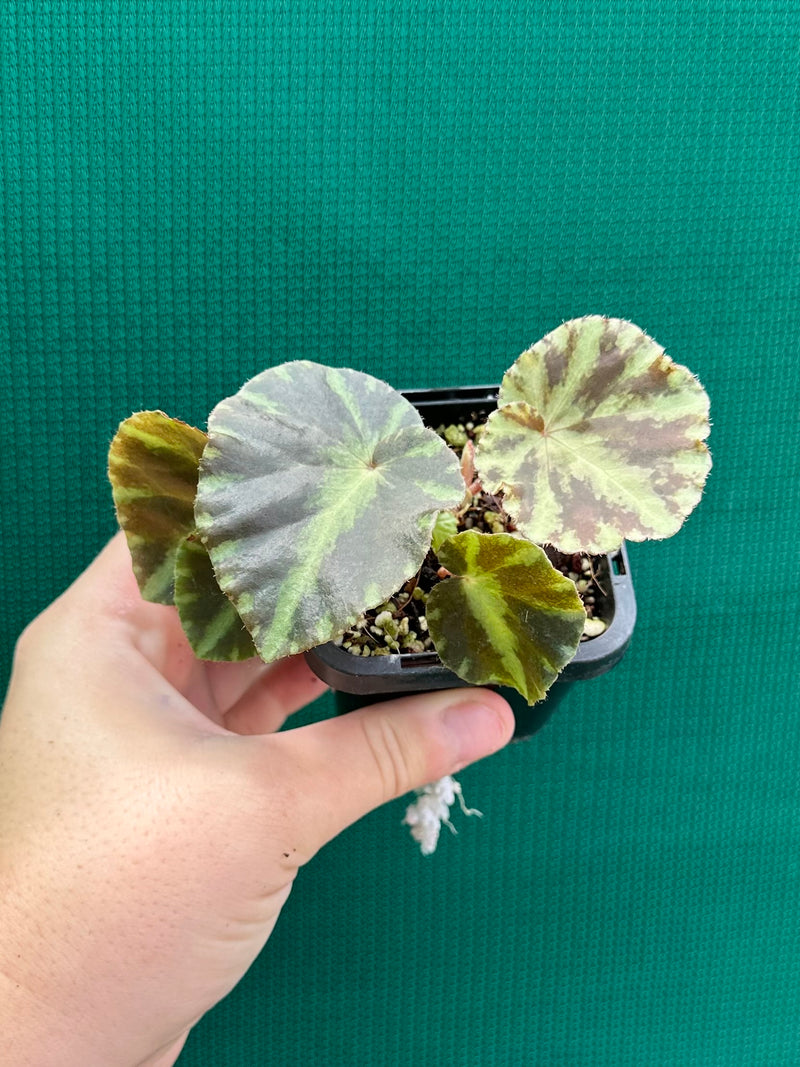 Begonia ‘Cleopatrae’