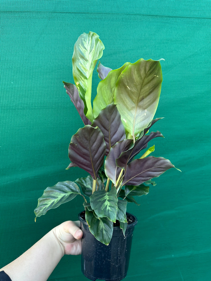 Calathea ‘Louisae Misto’ NEW