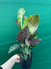 Calathea ‘Louisae Misto’ NEW
