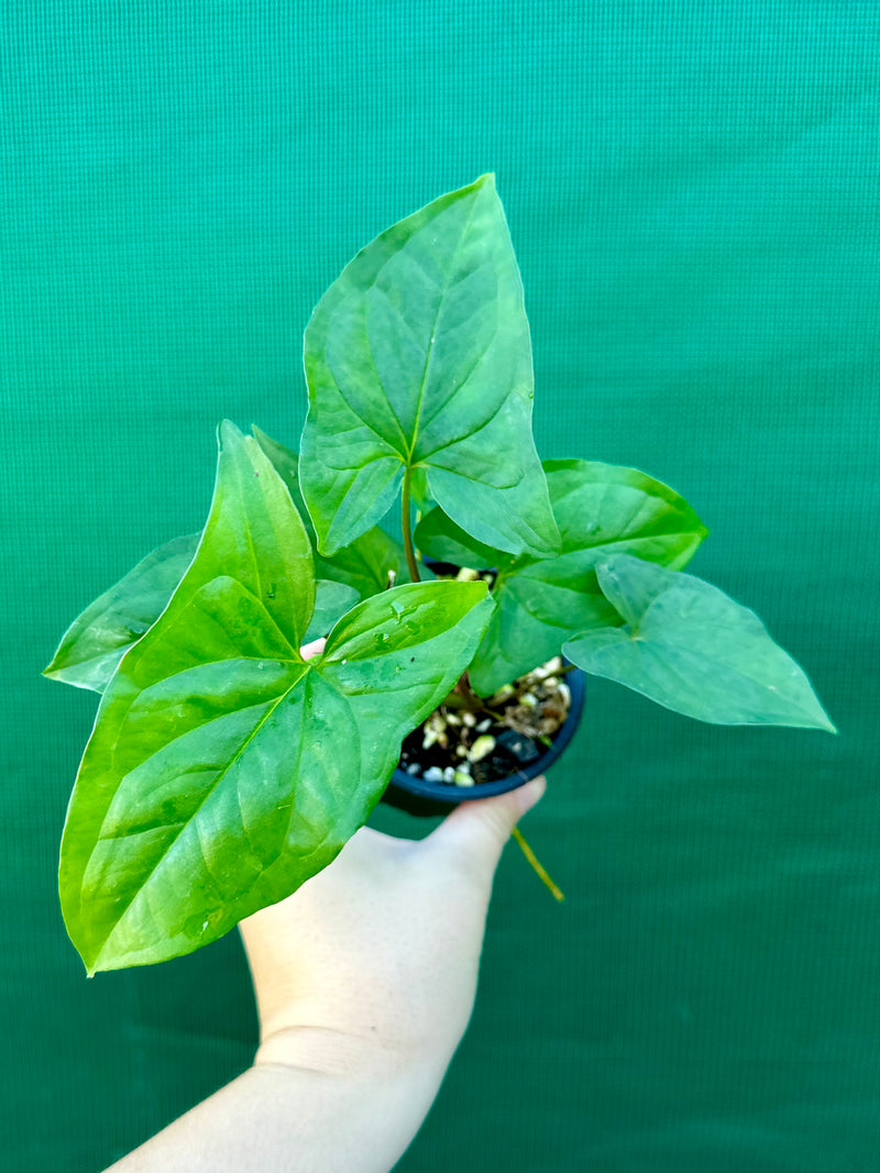 Syngonium 'Shamrock'