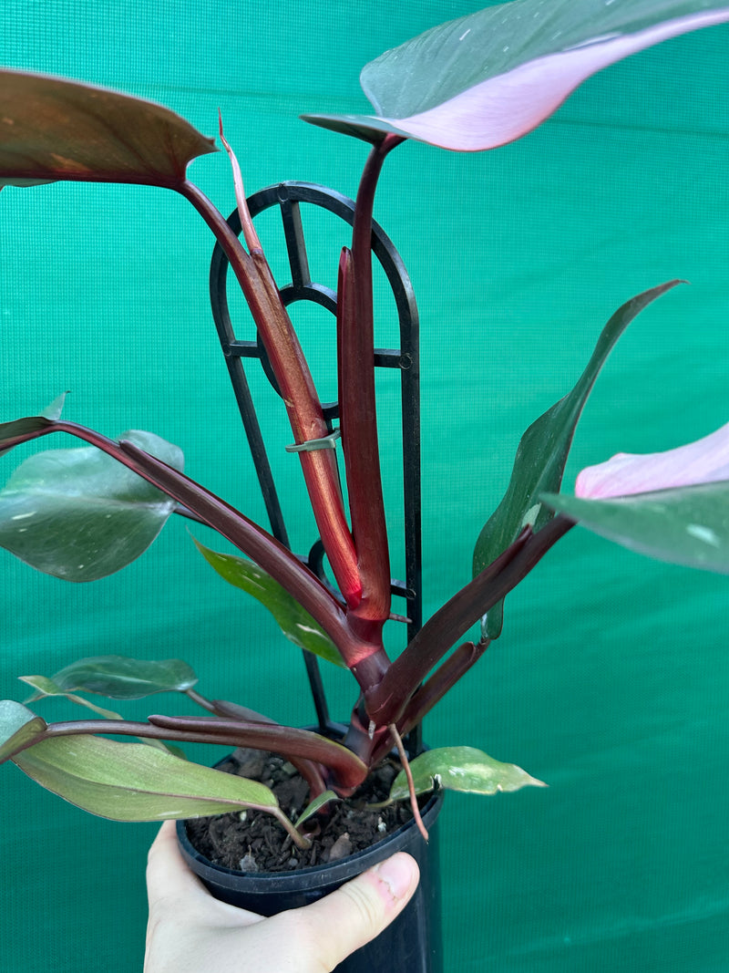 Philodendron ‘Pink Princess’