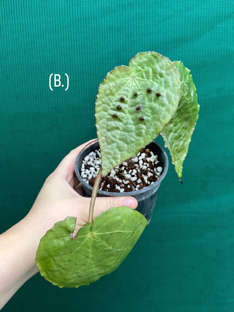 Begonia ferox