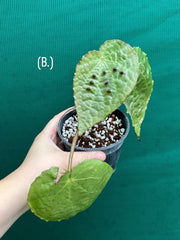 Begonia ferox