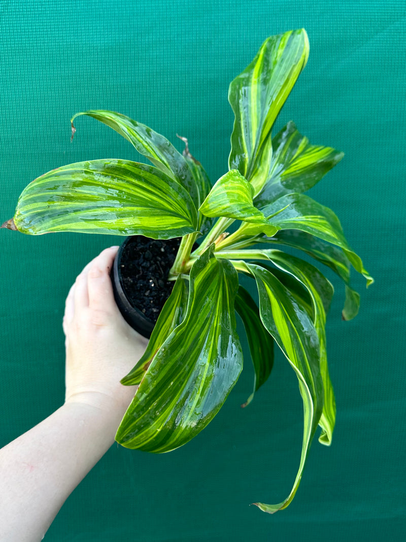 Cordyline fruticosa ‘Tropic Frost’ NEW