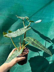 Philodendron ‘Billietiae’