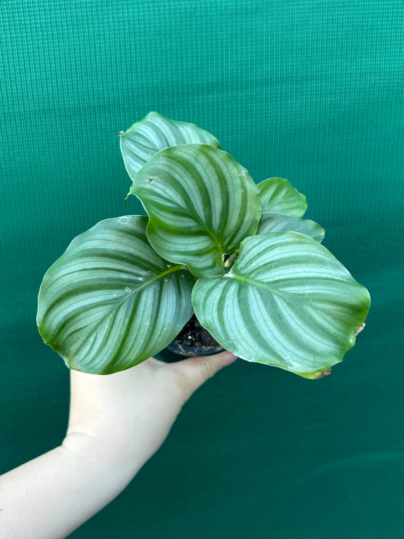 Calathea ‘Orbifolia’