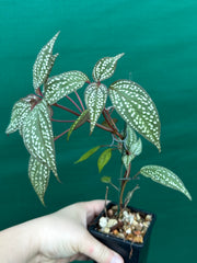 Sonerila maculata NEW
