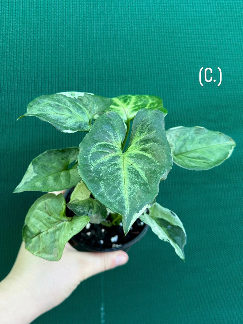 Syngonium 'Green Splash' NEW