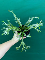 Asplenium Nidus variegata NEW