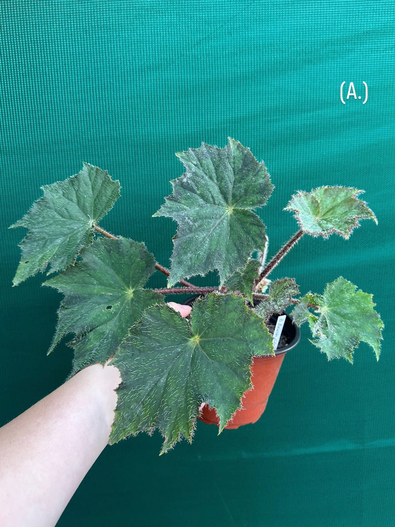 Begonia ‘Brush Strokes’