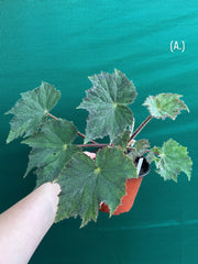 Begonia ‘Brush Strokes’