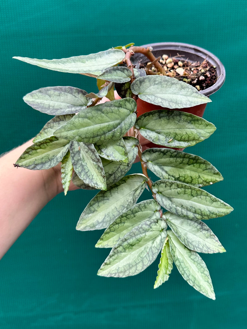 Pellionia