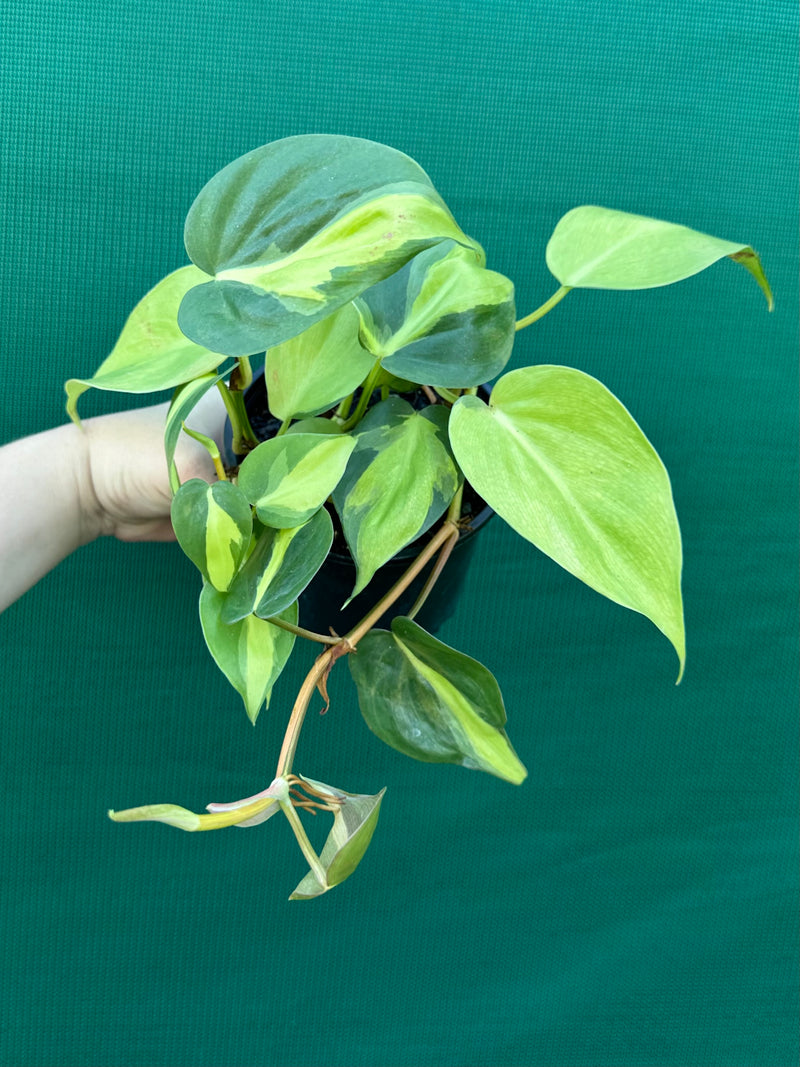 Philodendron ’Brazil’