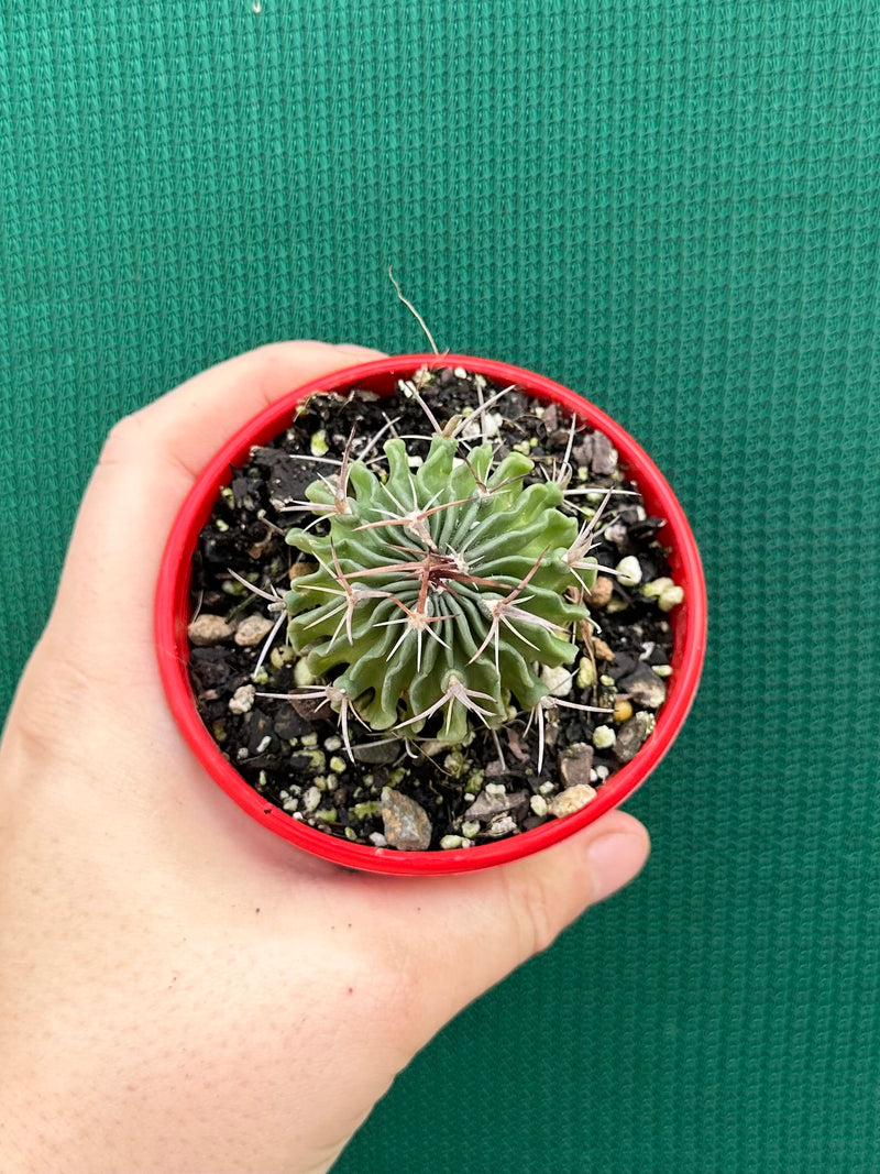 Stenocactus