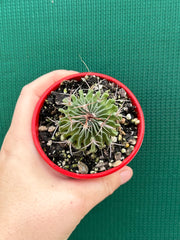 Stenocactus