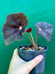 Begonia ‘Boswell’ NEW