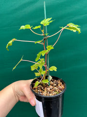 Begonia dregei
