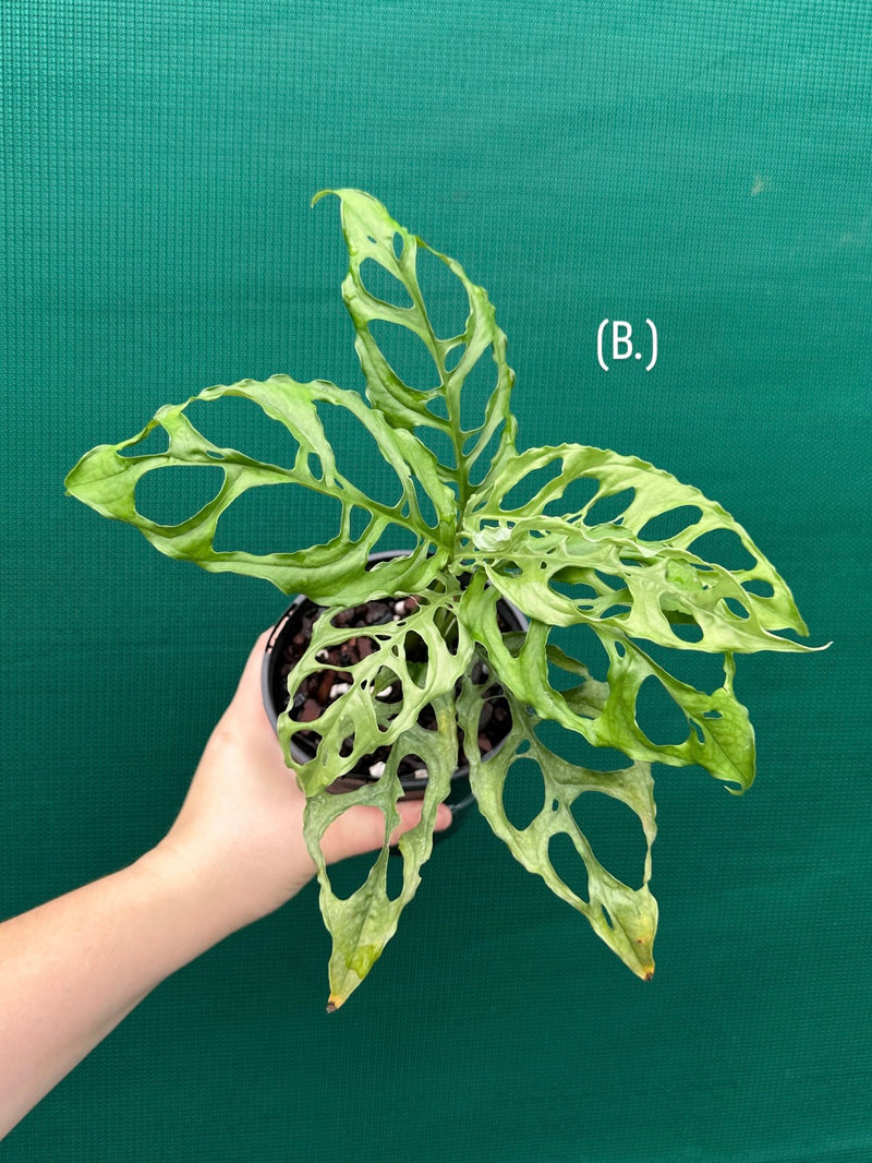 Monstera obliqua 'Peru'