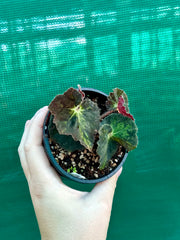 Begonia ‘Convention 2020’