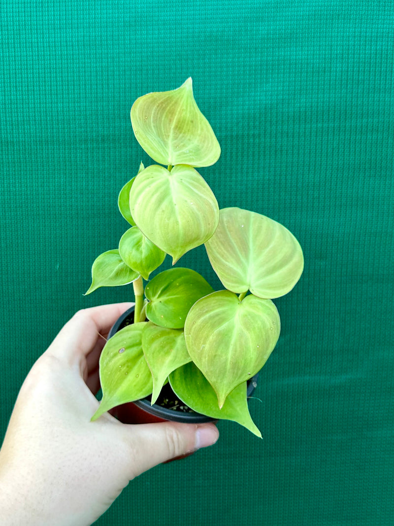 Philodendron Camposportoanum