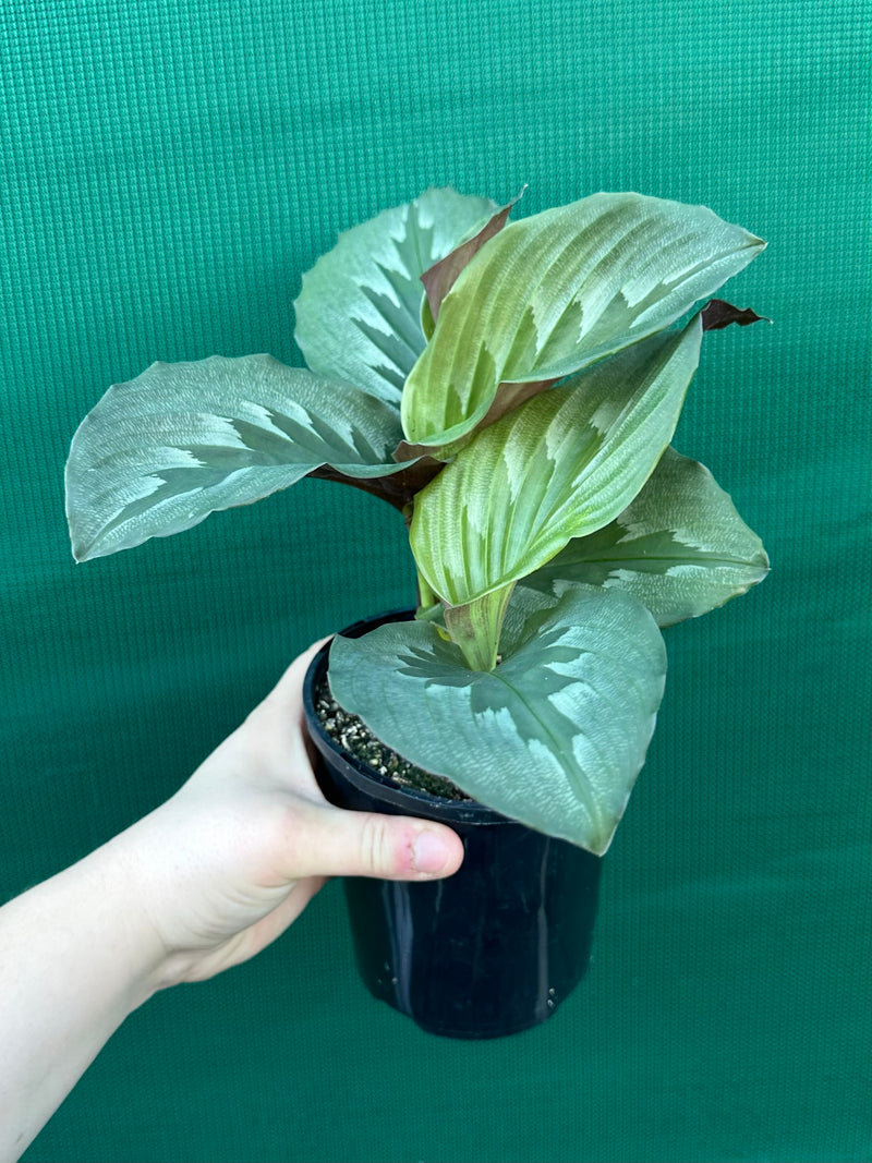 Kaempferia ‘Velvet Butterfly’ NEW