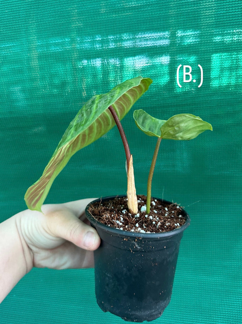 Philodendron 'Majestic' (Verrucosum x Sodiroi)