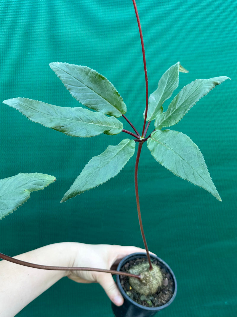 Sinningia douglasii NEW
