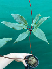 Sinningia douglasii NEW