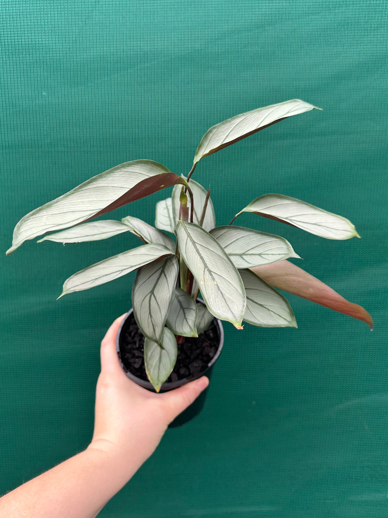 Ctnenanthe ‘Grey Star’ NEW