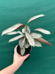 Ctnenanthe ‘Grey Star’ NEW