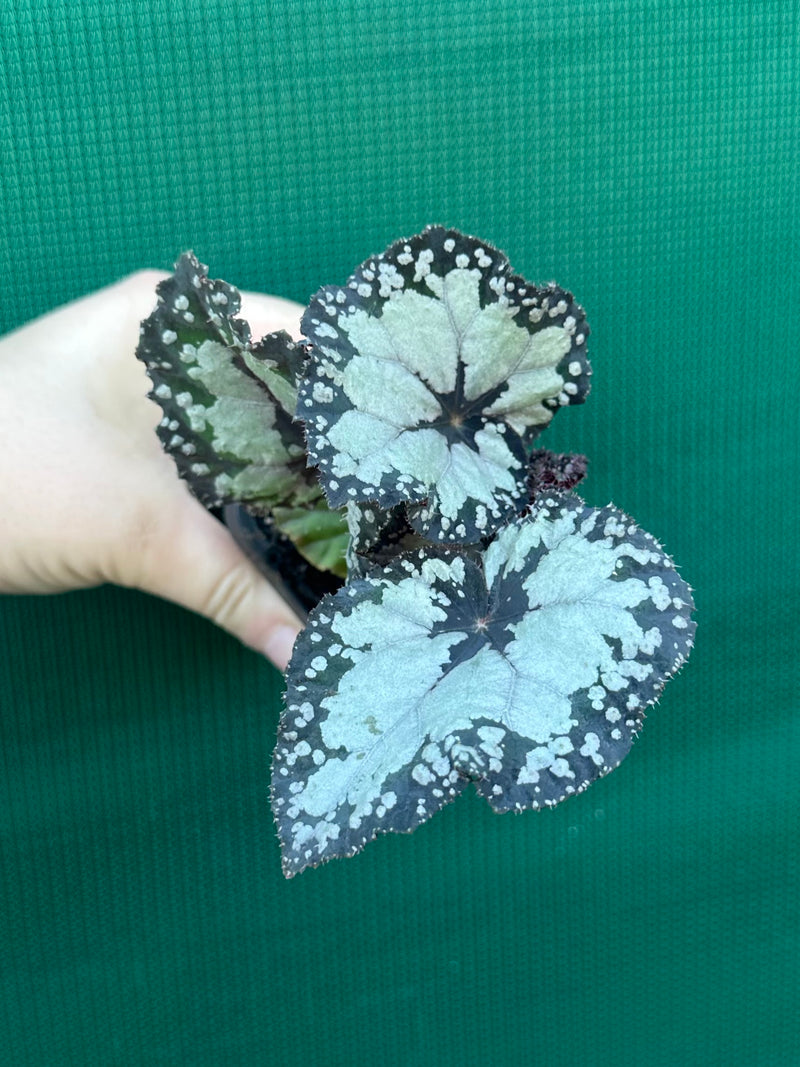 Begonia ‘Dolce Vita’ NEW