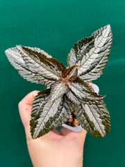 Pilea involucrata ‘Silver’ NEW