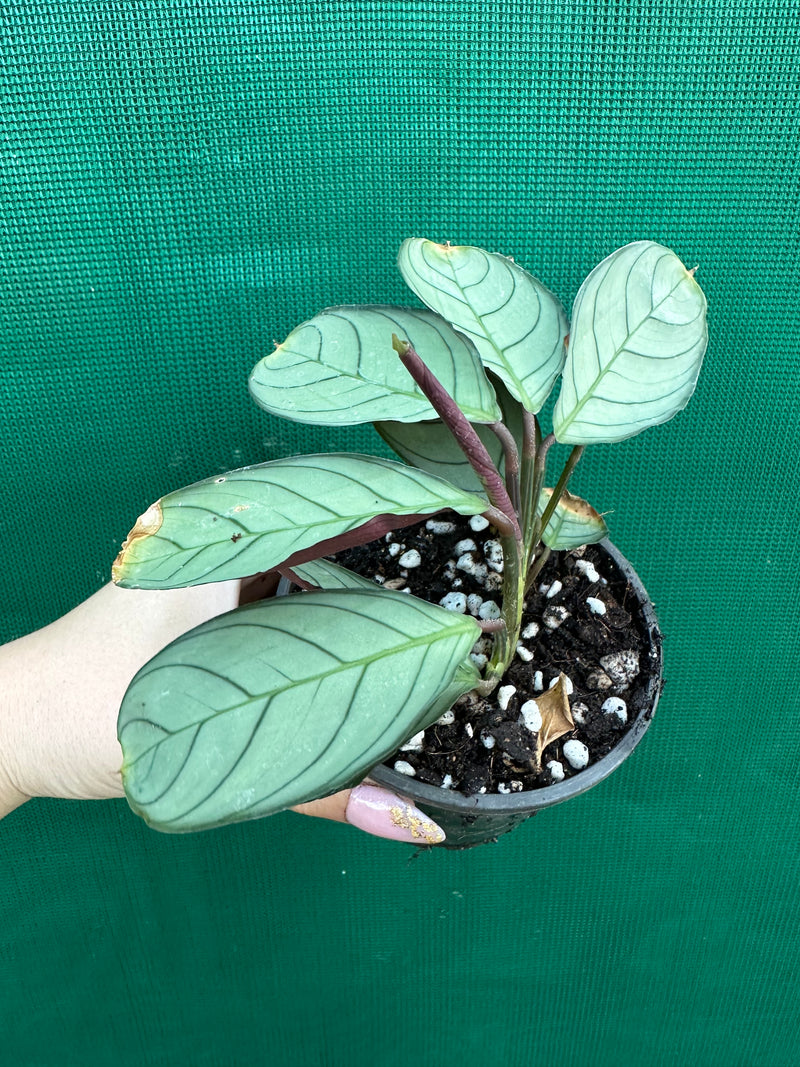 Ctnenanthe ‘Burle-Marxii’