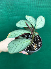 Ctnenanthe ‘Burle-Marxii’