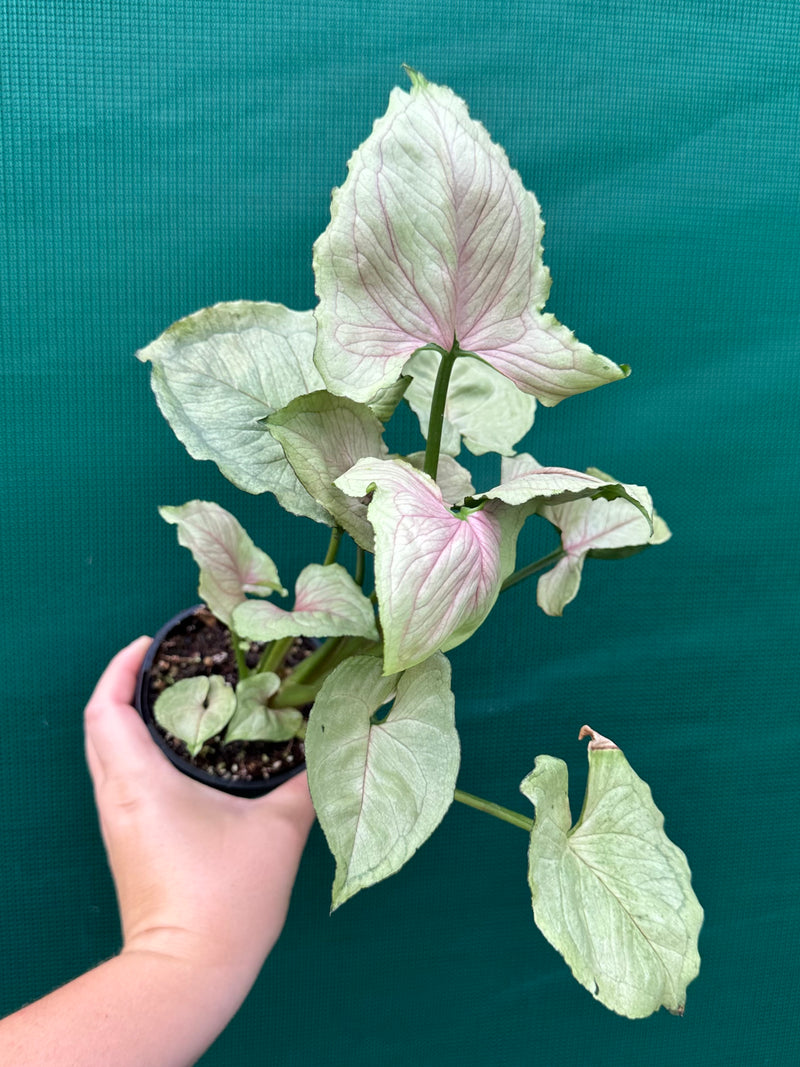 Syngonium ‘Roxanne’
