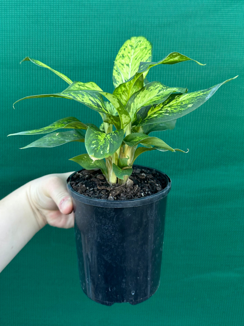 Dieffenbachia ‘Star Bright’ NEW
