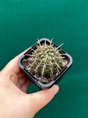 Notocactus submamulosus NEW